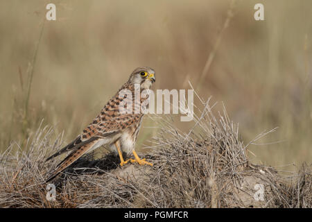 A Common Kestrel (Falco tinnunculus) perched on a grassy patch in Tal Chapar Wildlife Sanctuary, Rajasthan, India Stock Photo