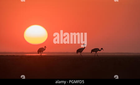 A family of migrant Common Cranes (Grus grus) silhouetted against the setting sun at Little Rann of Kutch, Gujarat, India Stock Photo