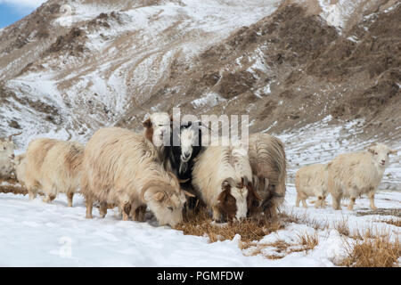 Himalayan goats and sheep, including Pashmina goats, feeding on dried grass in the snowy winter in Ladakh, India Stock Photo