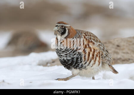 A Tibetan Partridge runs along the snowy ground at Ladakh on a winter day Stock Photo