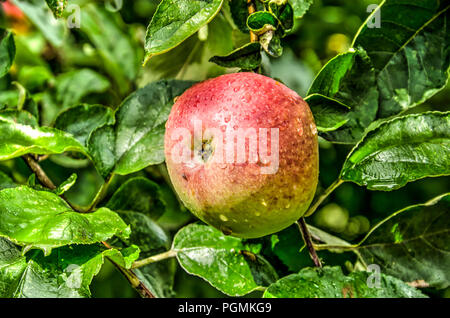 One single ripe red apple growing on a tree Stock Photo