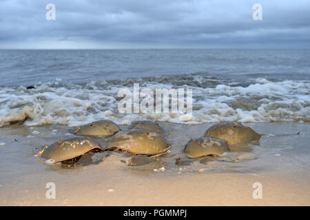 Atlantic horseshoe crabs (Limulus polyphemus) spawning at beach, Delaware Bay, New Jersey, United States of America Stock Photo