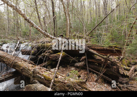 Mad River Logging Era - Remnants of a splash dam along Flume Brook near the old logging Camp 5 site in Waterville Valley, New Hampshire. Splash dams w Stock Photo