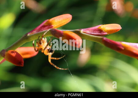 Tichy, Weensy Spider. Macro shot of a small spider in a garden weaving its web on a canna flower.