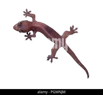 Common house gecko isolated on white background Stock Photo