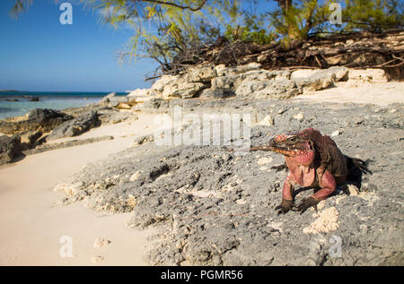 Iguana on a beach in the Bahamas Stock Photo