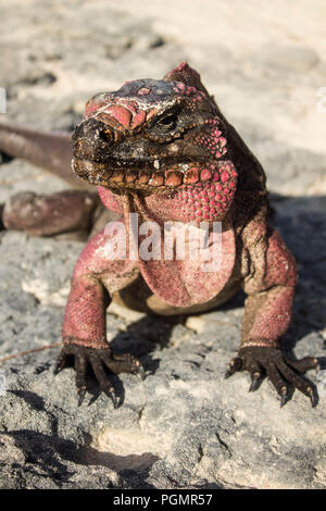 Iguana on a beach in the Bahamas Stock Photo