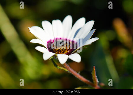 Rain daisy, Postberg Nature Reserve Stock Photo