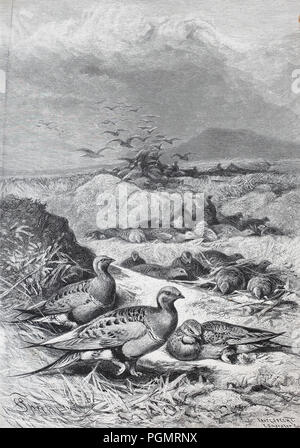 Pallas's sandgrouse (Syrrhaptes paradoxus) in Asia, digital improved reproduction of a woodcut from the year 1880 Stock Photo