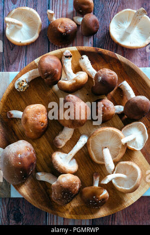 Shiitake Mushrooms Stock Photo