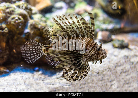 A Venomous Lionfish swimming in fish tank. It is a popular marine aquarium fish. The red lionfish, (Pterois volitans) is a venomous coral reef fish in Stock Photo