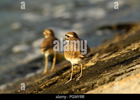 Two killdeer on sea wall with sea in the background in Varadero, Cuba Stock Photo