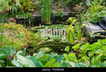 Small pond with rocky edges at The Garden House, Buckland Monachorum.  Yellow Canna 'Ra' provides long flowering interest. Stock Photo