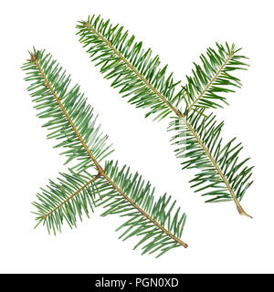 A fir tree Abies sibirica branch is isolated on a white background. View from two sides. Stock Photo