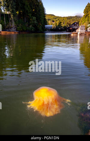 Lion's mane jellyfish (Cyanea capillata) - Port Renfrew, Vancouver Island, British Columbia, Canada