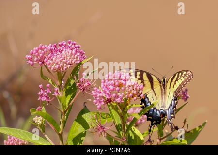 Top view of a female Eastern Tiger Swallowtail butterfly feasting on sweet nectar from the blooms of swamp milkweed - Yates Mill County Park in Raleig Stock Photo