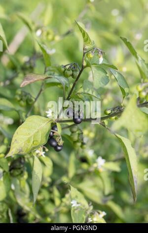 European black nightshade, Nattskatta (Solanum nigrum) Stock Photo