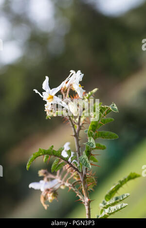 Sticky Nightshade, Blek taggborre (Solanum sisymbriifolium) Stock Photo