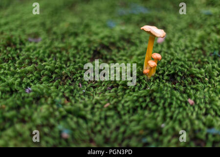 Mushrooms grow among the mossy  grounds of Hakusan Heisenji Shrine in Katsuyama, Fukui Prefecture, Japan on Oct. 4, 2016. The shrine, which is better  Stock Photo