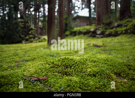 A blanket of moss covers the grounds of Hakusan Heisenji Shrine in Katsuyama, Fukui Prefecture, Japan on Oct. 4, 2016. The shrine, which is better kno Stock Photo