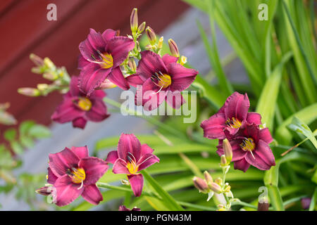 'Purple Rain' Daylily, Daglilja (Hemerocallis) Stock Photo