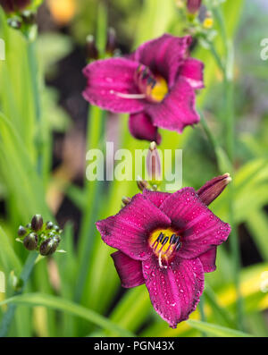 'Purple Rain' Daylily, Daglilja (Hemerocallis) Stock Photo