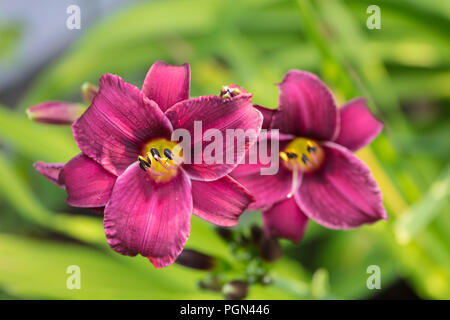 'Purple Rain' Daylily, Daglilja (Hemerocallis) Stock Photo