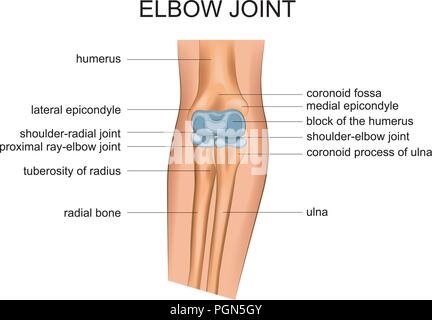 vector illustration of anatomy of the elbow joint Stock Vector