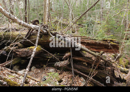 Mad River Logging Era - Remnants of a splash dam along Flume Brook near the old logging Camp 5 site in Waterville Valley, New Hampshire. Splash dams w Stock Photo