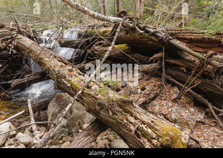 Mad River Logging Era - Remnants of a splash dam along Flume Brook near the old logging Camp 5 site in Waterville Valley, New Hampshire. Splash dams w Stock Photo