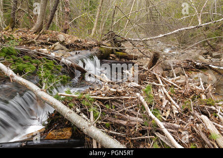 Mad River Logging Era - Remnants of a splash dam along Flume Brook near the old logging Camp 5 site in Waterville Valley, New Hampshire. Splash dams w Stock Photo