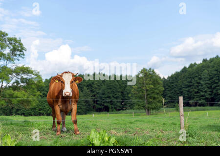 Brown and white cow on the summer green field Stock Photo
