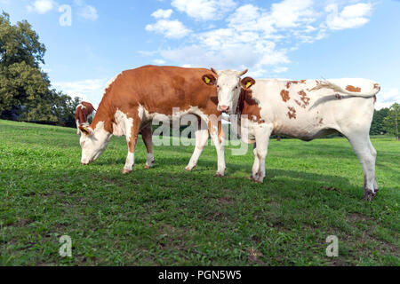 Brown and white cows on the summer green field Stock Photo