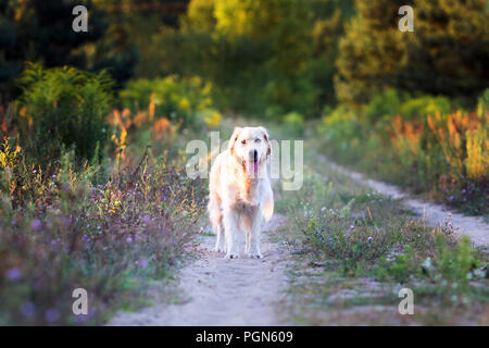 Happy golden retriever standing on the path in the forest Stock Photo