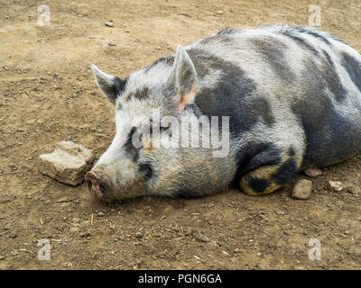 Gloucester Old Spot pig close up llying down in  her sty Stock Photo