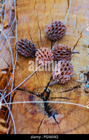 Dry fallen seeds of Casuarina equisetifolia (Common ironwood) fruit on cut it tree background. Deforestation and reforestation concept. Stock Photo