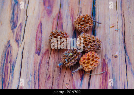 Dry fallen seeds of Casuarina equisetifolia (Common ironwood) fruit on cut it tree background. Deforestation and reforestation concept. Stock Photo