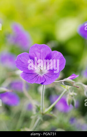 Geranium 'Orion' flowers. Stock Photo