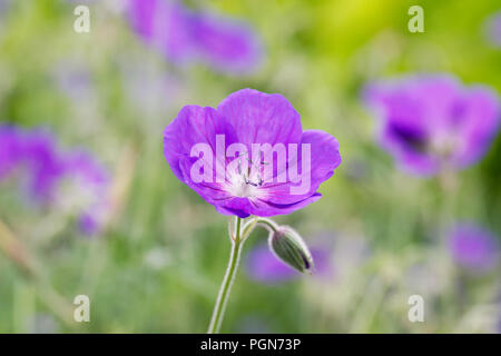 Geranium 'Orion' flowers. Stock Photo