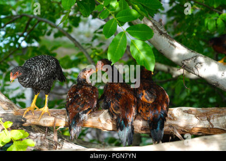 Young free range colorful hens sitting on a tree branch. Concept of kissing in public. Stock Photo