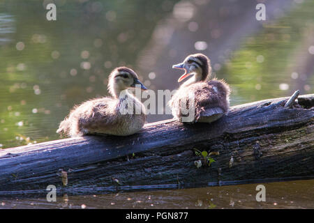 wood duck babies Stock Photo