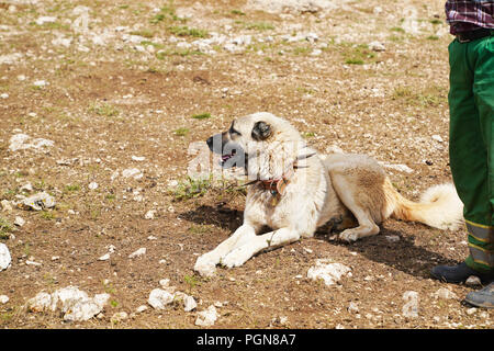 Anatolian shepherd spiked collars hotsell