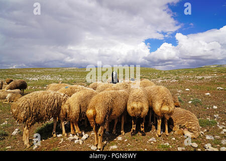 Large number sheep are resting on the meadow and one black goat which is among them looking to the camera, selective focus Stock Photo