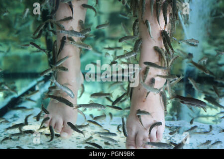 Fish Spa pedicure Rufa Garra treatment. Feet and fish in blue water Stock Photo