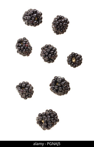 falling blackberry fruits isolated on white background Stock Photo
