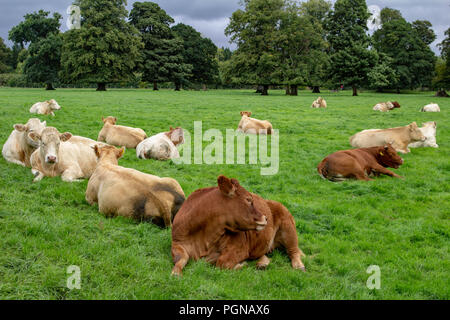A group of cows looking very relaxed lying down in a luscious field of green grass with trees in the background. Stock Photo