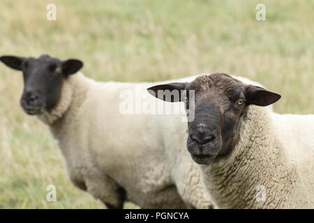 Close up image of New Zealand Suffolk Sheep Stock Photo