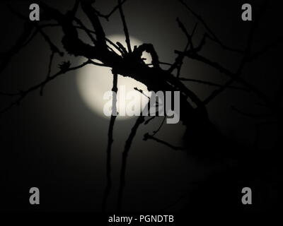Shadow of a twig on a full moon night Stock Photo