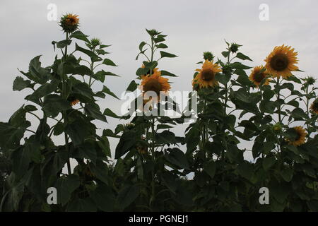 Giant sunflowers, helianthus annus, growing in the late summer. Stock Photo