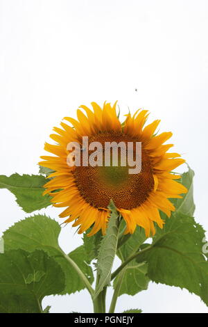 Giant sunflowers, helianthus annus, growing in the late summer. Stock Photo